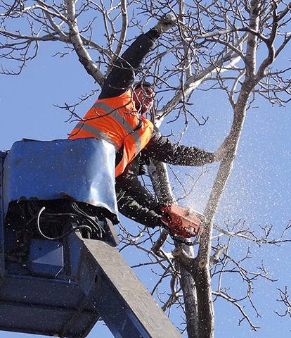 tree trimming